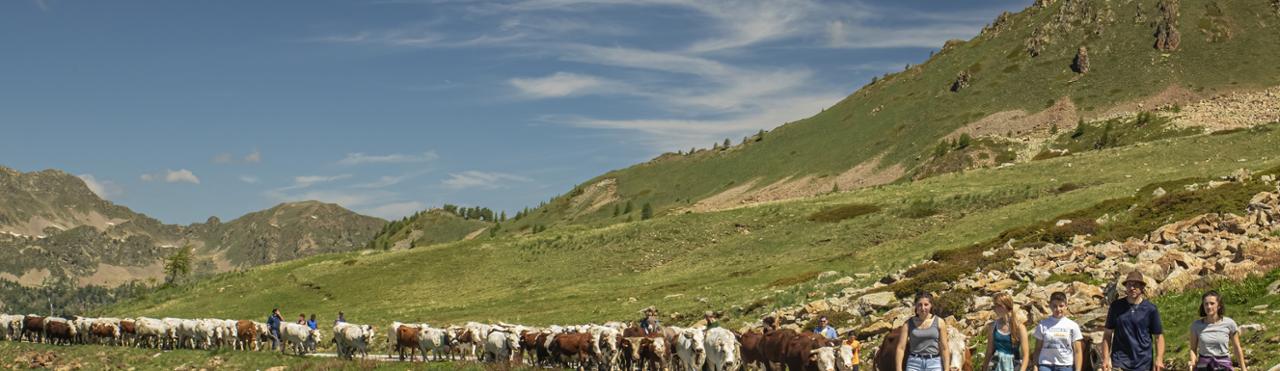 Transumanza in Valle Stura - 26 giugno 2025